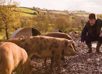 man with pigs