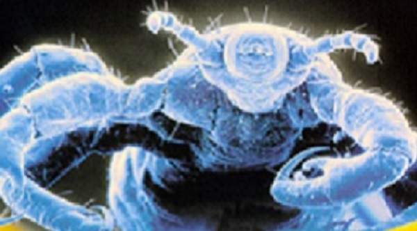 -- title missing -- Head lice