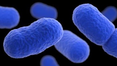 A three-dimensional, computer-generated image of a group of Listeria monocytogenes bacteria.