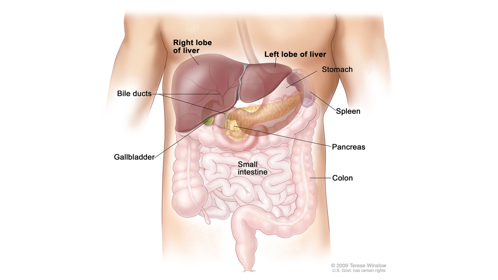 Liver Diagram Diagram of the liver and bile ducts