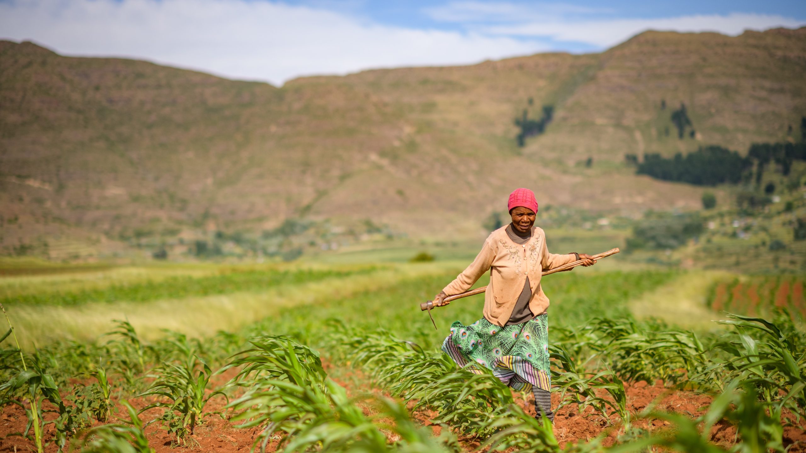 Field worker in Southern Africa An older African woman walks in a corn field while carrying a hoe