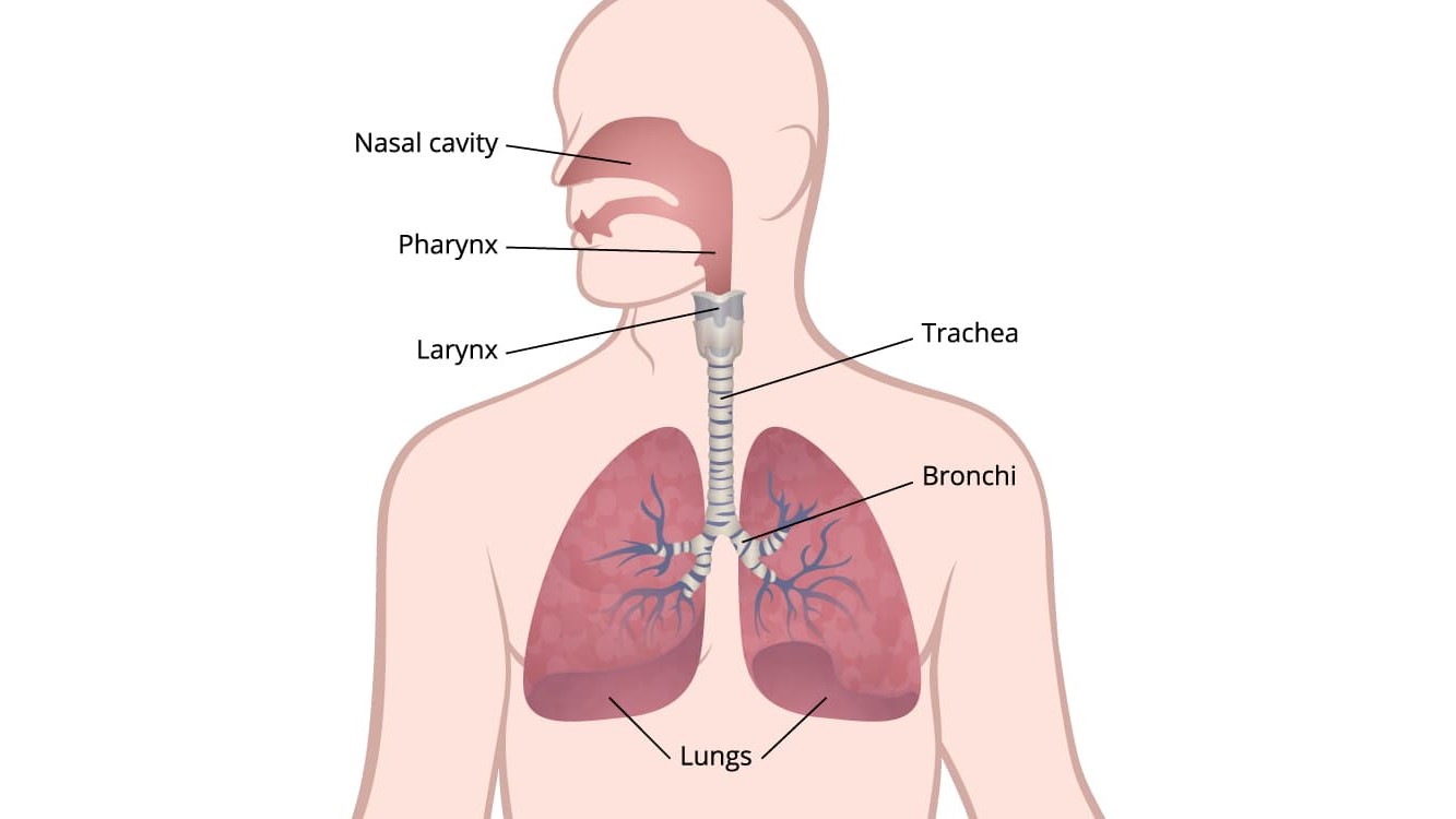 Lung Diagram Illustration of the respiratory system showing the lungs, bronchi, trachea, larynx, pharynx, and nasal cavity