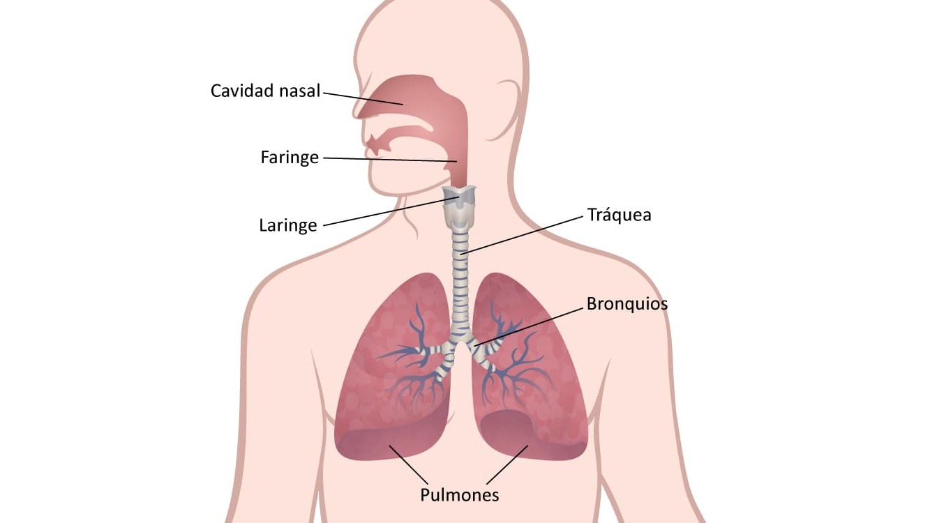 Lung Diagram Spanish Ilustración médica del sistema respiratorio muestra los pulmones, bronquios, tráquea, laringe, faringe y cavidad nasal