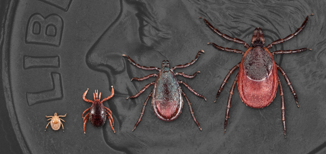 Lyme_ticks all life stages of Ixodes scapularis--larva, nymph, adult male, and adult female. Dime in background for scale.