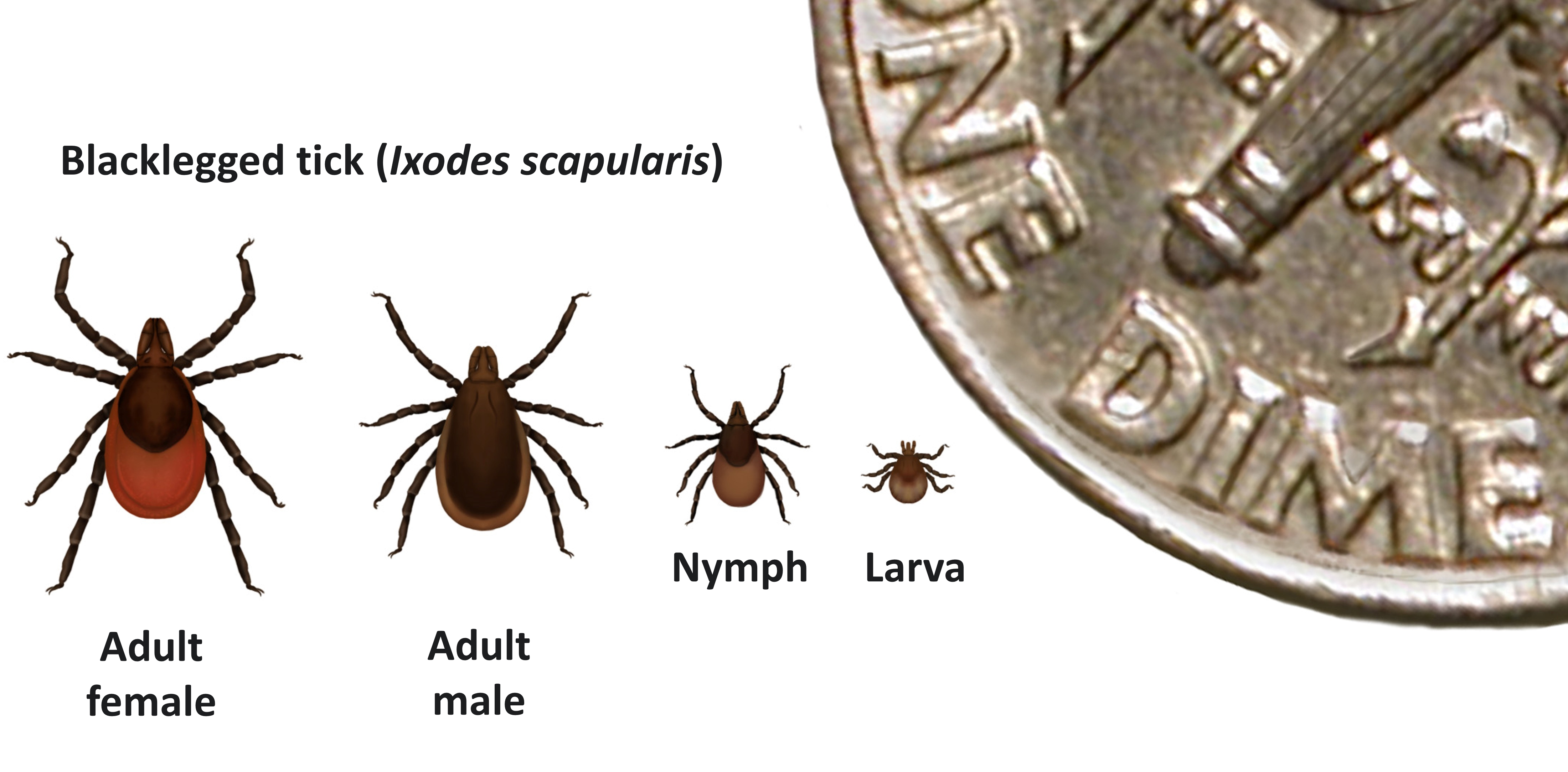 Ixodes dime All life stages of Ixodes scapularis—larva, nymph, adult male, and adult female. Dime in corner for scale.