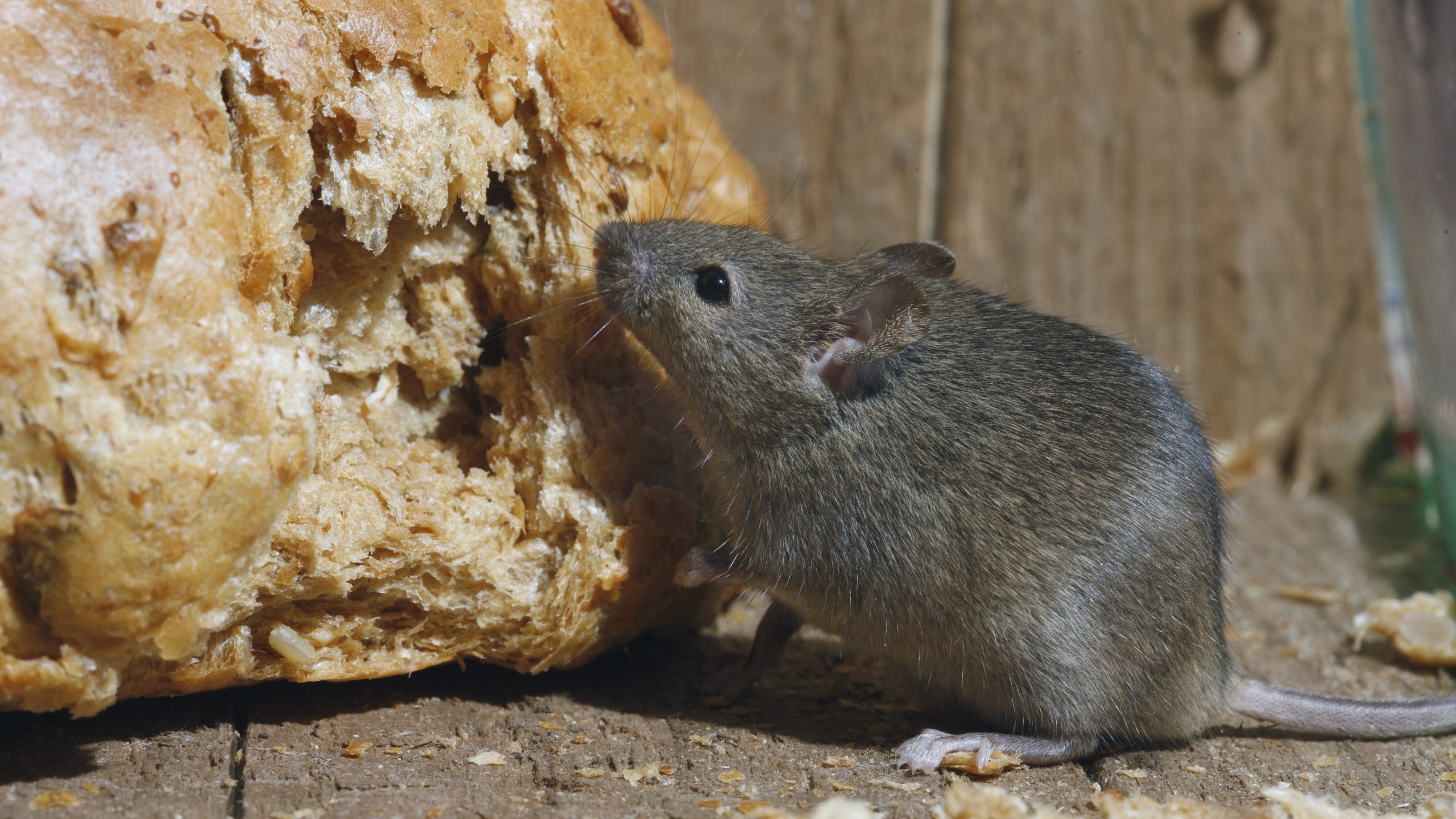 House mouse and bread_landscape house mouse eating bread
