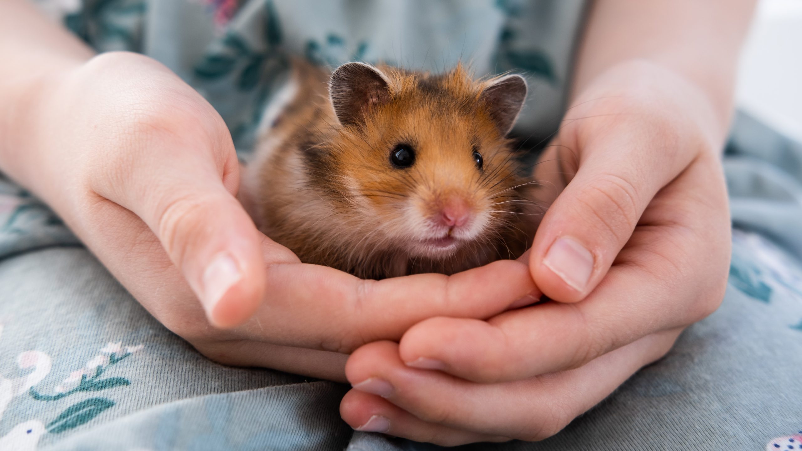 Hamster being held by child_landscape pet hamster being held in a child's hands