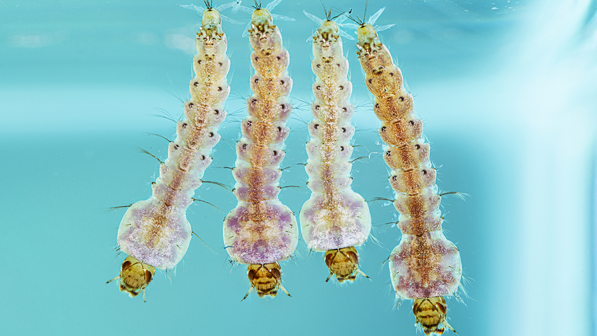 A. quadrimaculatus larvae