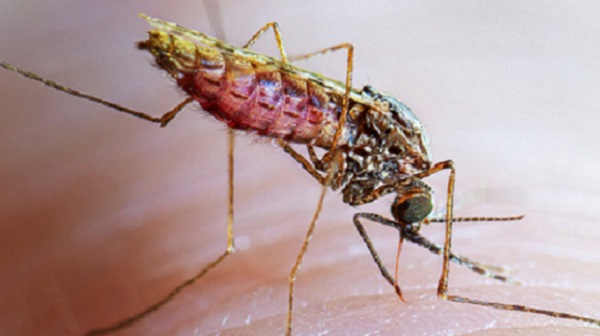 Anopheles mosquito
