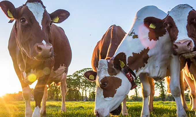 dairy-cows dairy cows