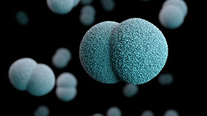 Esta ilustración muestra la imagen en tres dimensiones (3D), generada por computadora, de varias bacterias Neisseria meningitidis diplocócicas y y gramnegativas.