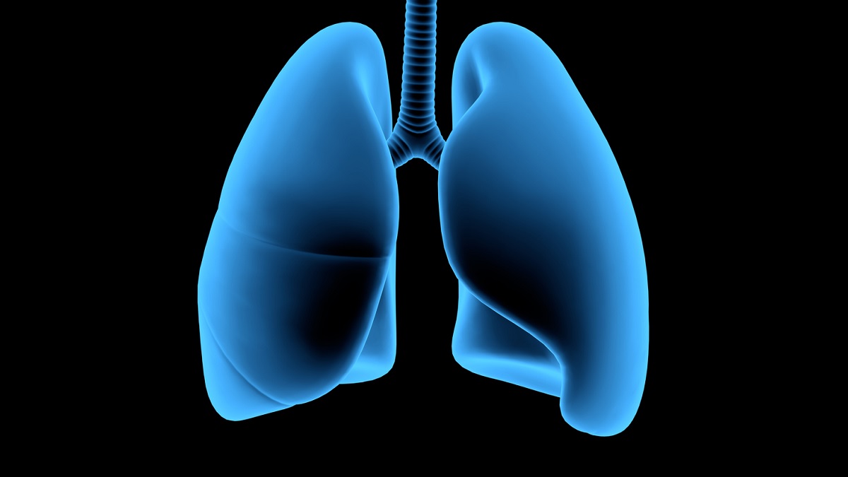 Lung illustration Medical illustration of the lungs