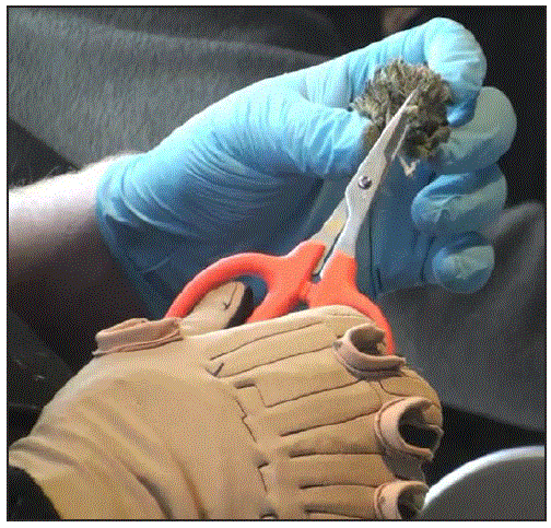 mm6708a7-F The figure above shows an employee holding scissors at a trim station for the final stage of flower hand trimming. The employee is wearing a CyberGlove on the right hand and a latex glove on the left hand.