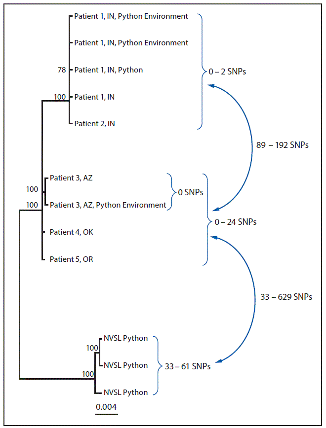 mm6719a7-F The figure above is a diagram showing a whole-genome sequencing analysis of isolate genomes of Salmonella Paratyphi B variant L(+) tartrate + (Java) from human, from Python regius, and from environmental sources associated with the outbreak investigation in the United States in 2017.