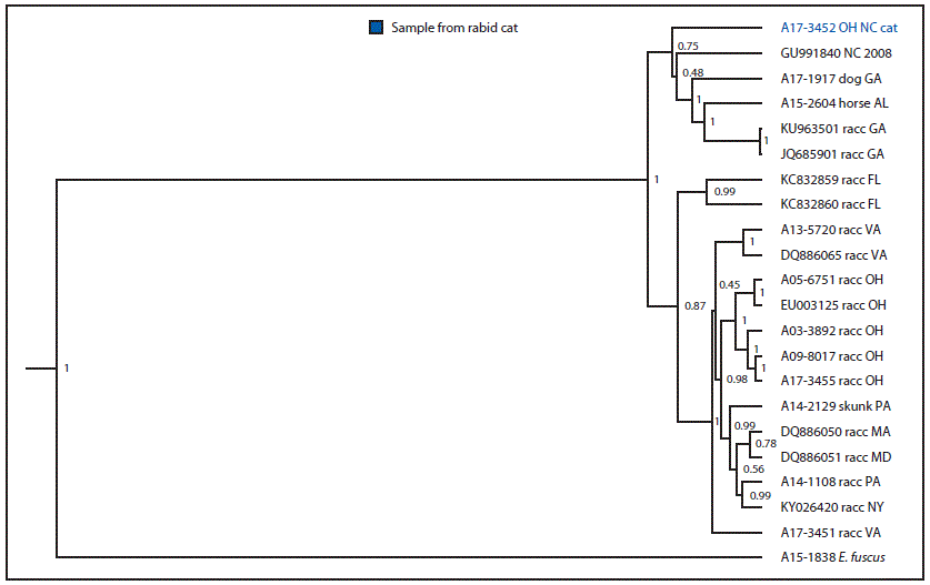 mm6742a2-F3 The figure is a diagram showing the results of a phylogenetic analysis of rabies virus variant from a rabid cat translocated from North Carolina to Ohio in 2017.