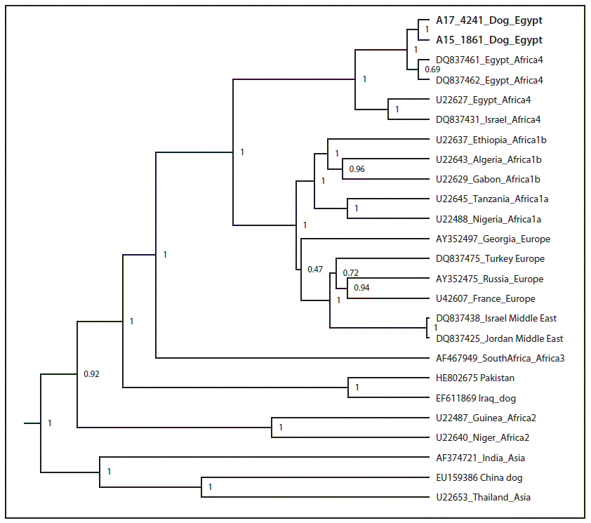 mm6750a3-F The figure is a phylogenetic tree showing Egyptian dog with other available Egyptian strains as Africa 4 subspecies canine rabies virus.