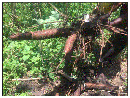 mm6813a3-F1 The figure is a photo of cassava roots.