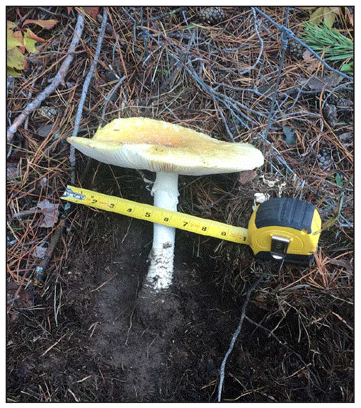 mm6821a4-F The figure is a photograph of an Amanita muscaria var. guessowii mushroom found at the Minnesota site where the patient reported collecting mushrooms that resulted in intoxication following consumption in October 2018.