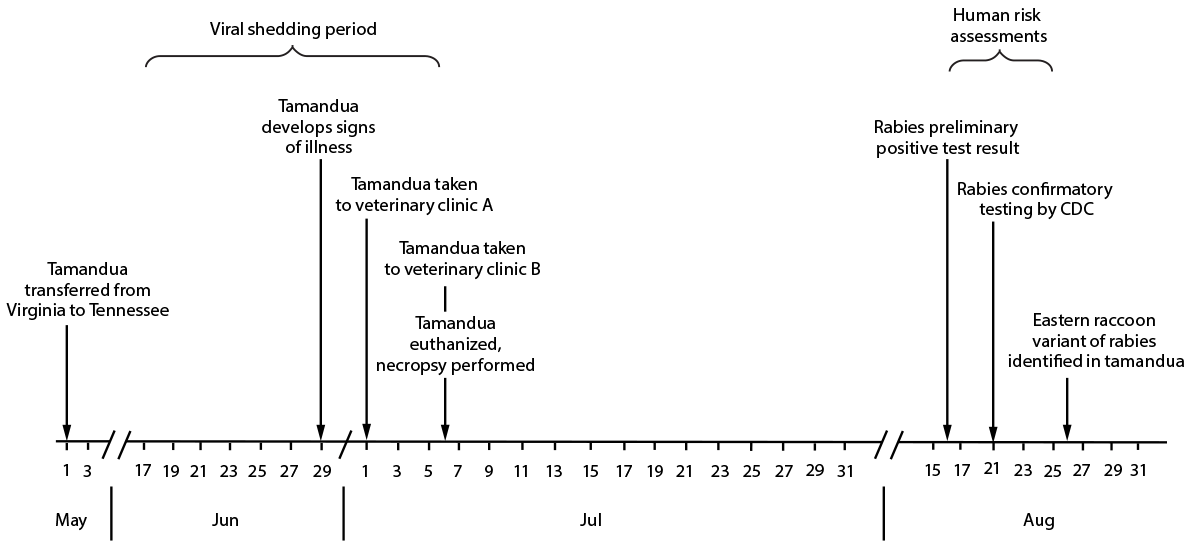 Translocation of an Anteater (Tamandua tetradactyla) Infected with Rabies from Virginia to Tennessee Resulting in Multiple Human Exposures, 2021 The figure is a photo of an anteater.
