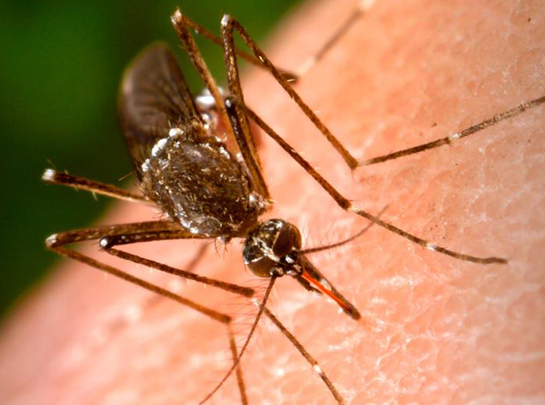 Mosquito sitting on skin.