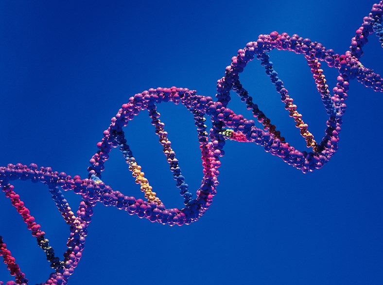 This is a computerized image of a DNA molecule.