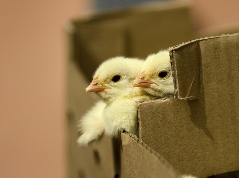 Baby chicks in a cardboard crate.