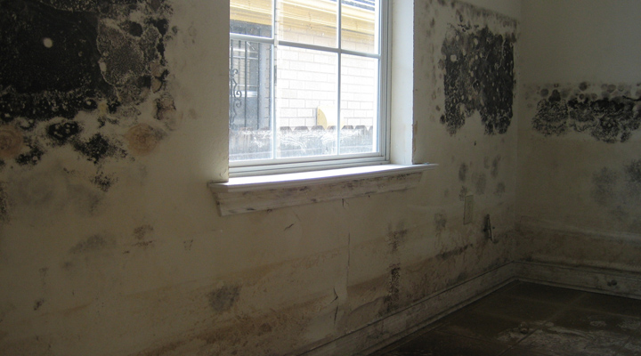 Mold on interior wall Black mold on inside walls.