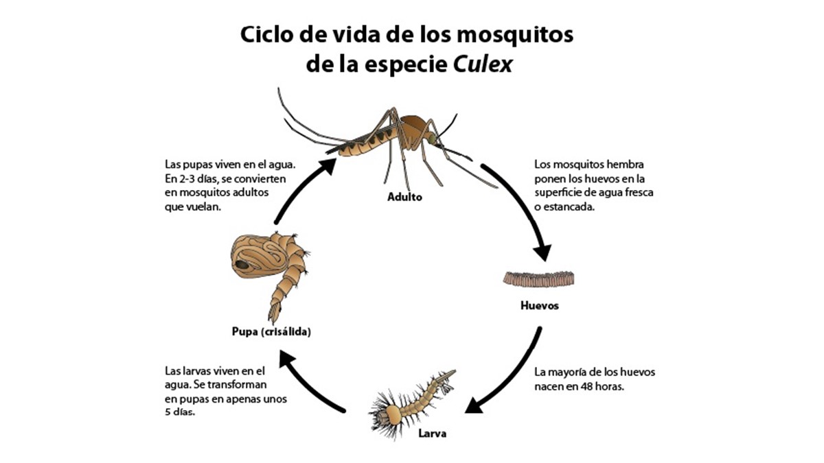 Culex life cycle spanish Ciclo de vida del mosquito Culex: consulte la descripción en los párrafos siguientes