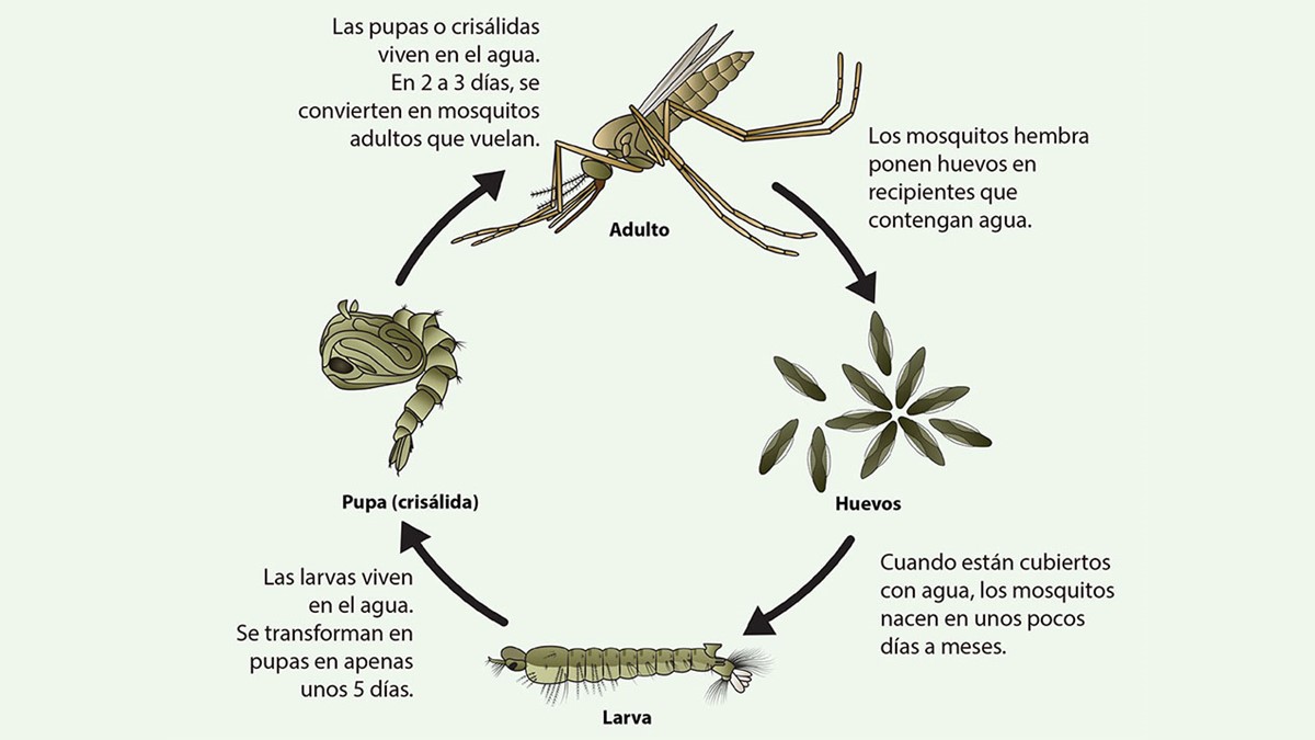 Anopheles life cycle-Spanish. The life cycle of an Anopheles species mosquito includes an adult phase, an egg phase, a larval phase, and a pupal phase. It usually takes 10 to 14 days for an egg to develop into an adult mosquito.