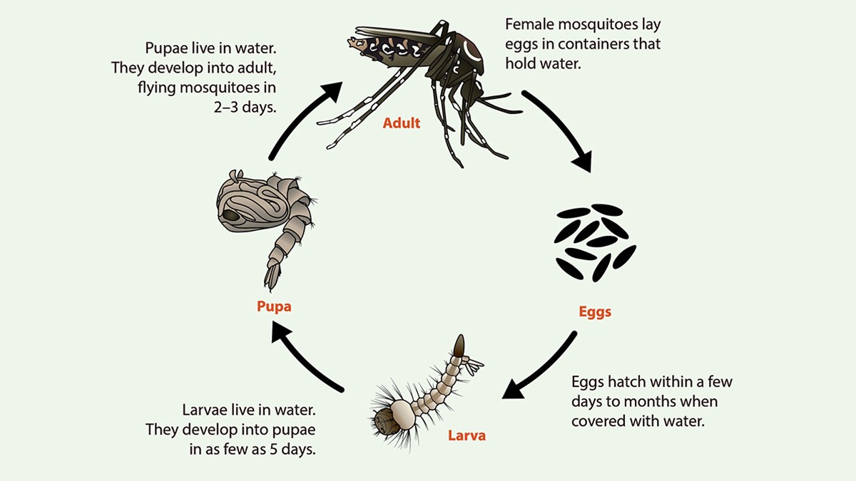 Aedes species lifecycle. Eggs to Larva to Pupa to Adult.