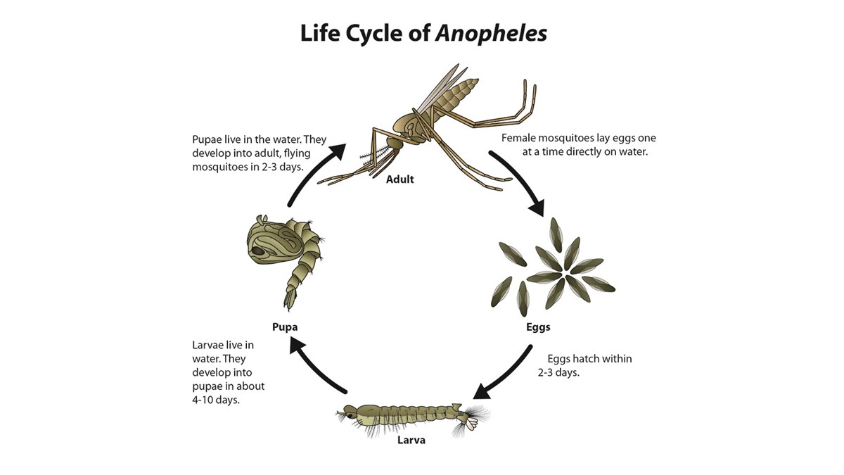 The life cycle of an Anopheles species mosquito includes an adult phase, an egg phase, a larval phase, and a pupal phase.