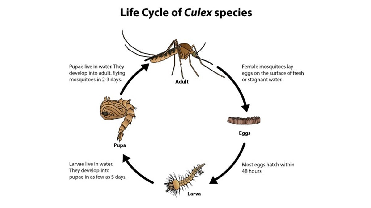 Culex species mosquito life cycle