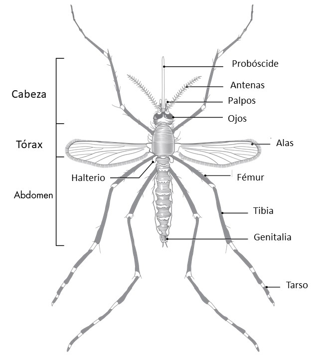 Ilustración que muestra las partes del cuerpo de un mosquito adulto.