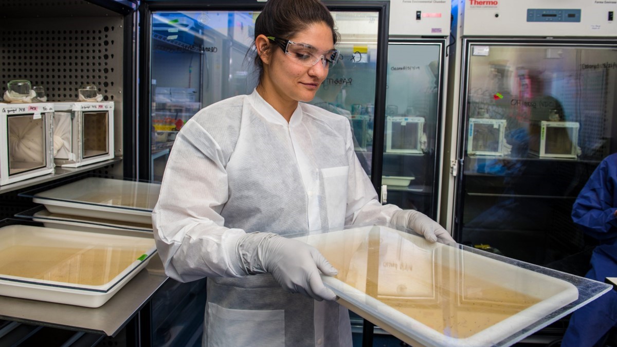Cría de mosquitos Un entomólogo inspeccionando larvas de mosquitos que se crían en un laboratorio de los CDC.