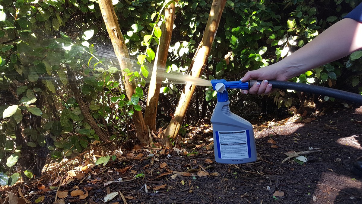 Adulticide spraying by hand Spraying an adulticide by hand in a garden