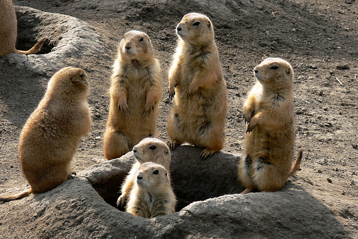 Prairie Dog prarie dogs