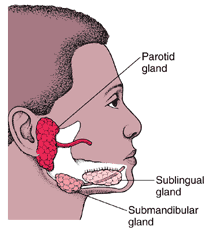 glands_image.gif pictures showing parotid, sublingual, and submandibular glands