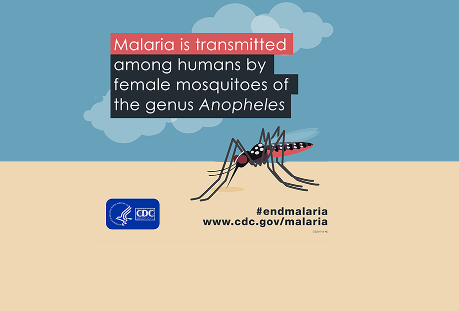 mosquito-drawing Drawing of a mosquito with the title: Malaria is transmitted among humans by female mosquitoes
