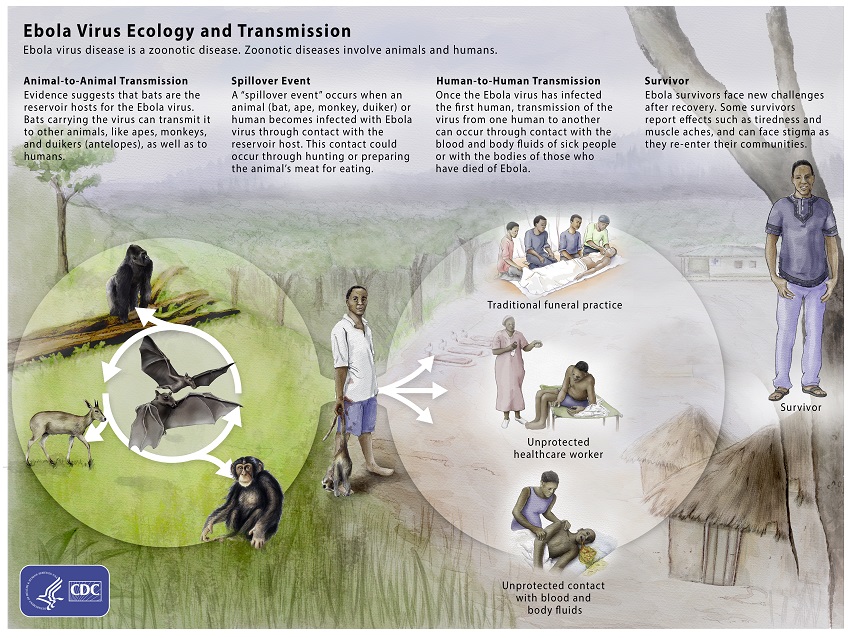 Ebola Virus Ecology and Transmission Graphic
