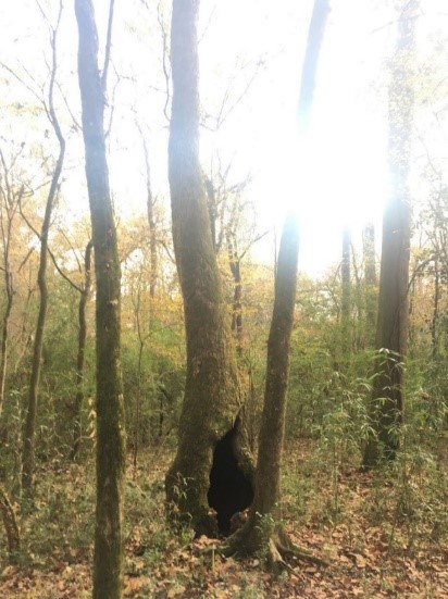 phapproach03 Forest featuring a tree with a very large hollow area in the base