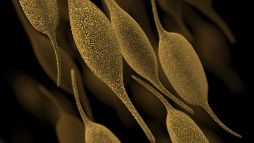 Mycoplasma pneumoniae A computer-generated image of Mycoplasma pneumoniae bacteria.