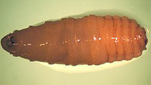 C Hominovorax Cochliomyia Hominovorax