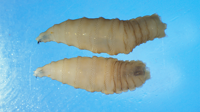 NWS two whole larvae close NWS-two-whole-larvae