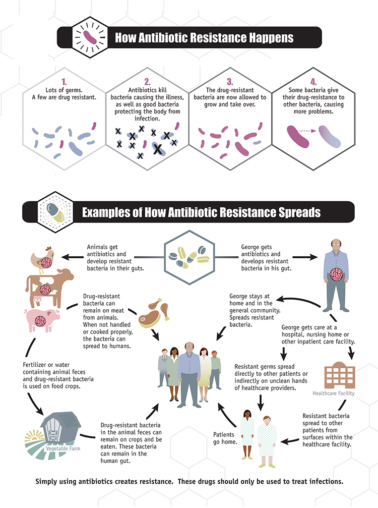 antibiotic-resistance-spread-300px.jpg Infographic explaining how antimicrobial resistance happens and how it spreads.