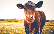 iStock-538027668-cow Cow standing in a flat field of grasses and flowers. Cow is facing forward with its tongue out.