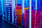 outbreak-180px.jpg Stacked Petri dish culture plates with various types of growth media.