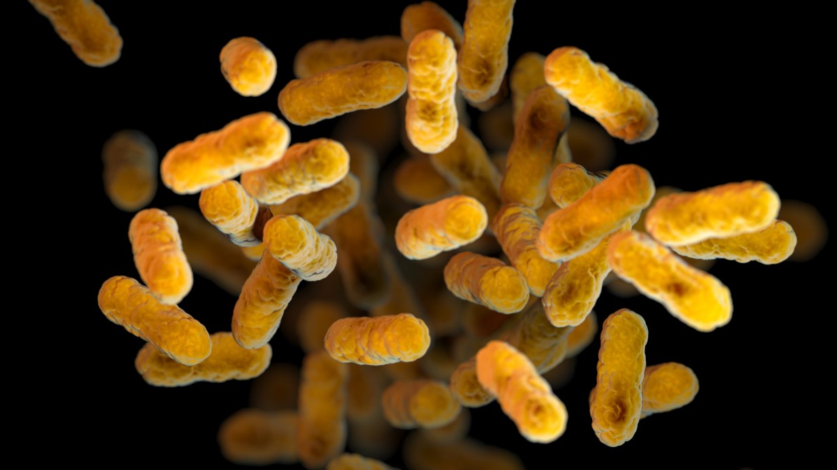 Pertussis A microscopic image of pertussis. The pertussis bacteria appear yellow against a black background. This image was computer generated.