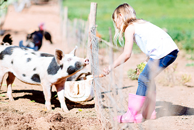 A girl feeding a pig through a fence A girl feeding a pig through a fence