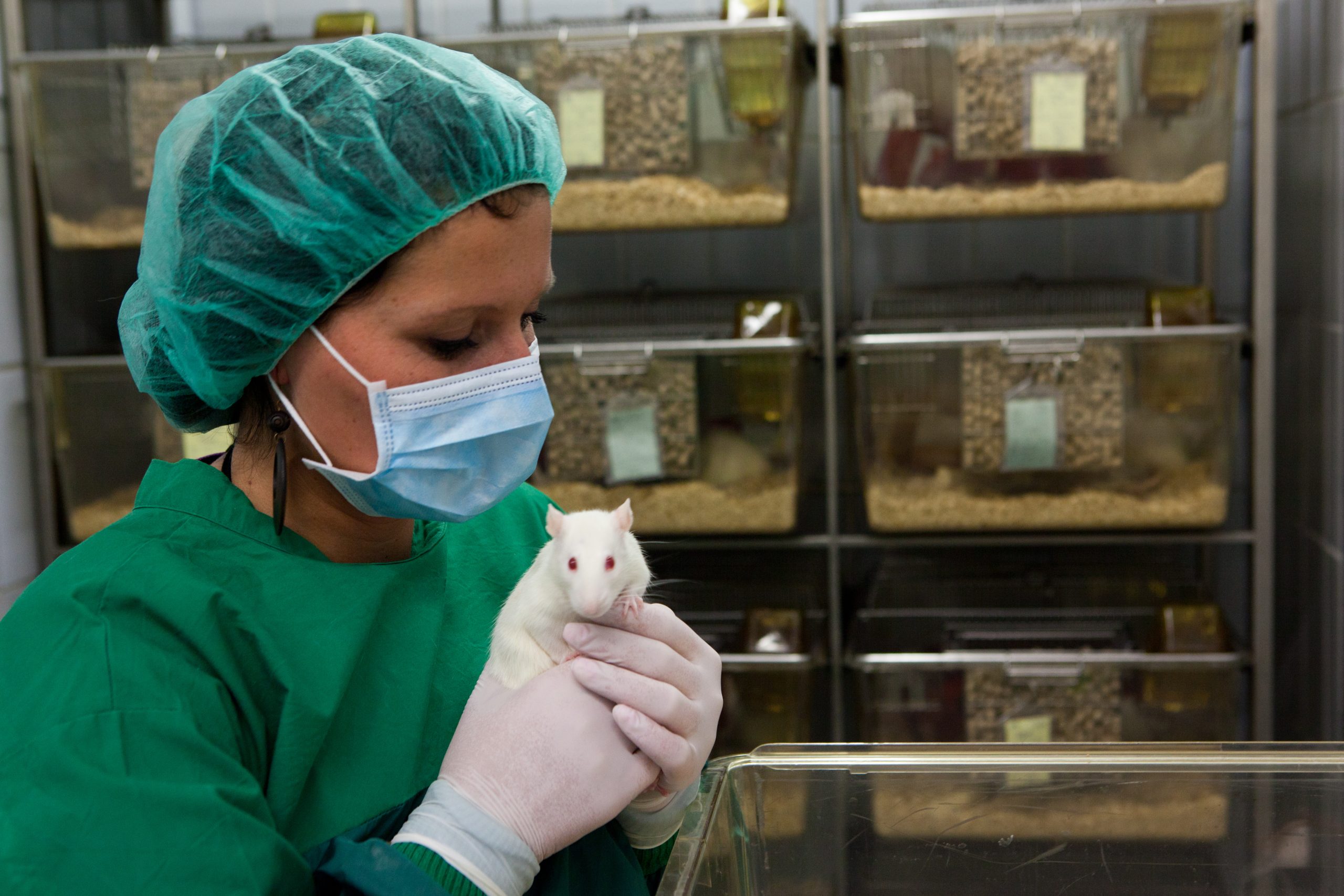 Lab rat and handler A lab technician wearing green scrubs, a hair net, a surgical mask, and latex gloves holding a white laboratory rat.