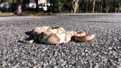 Copperhead Copperhead snake on the ground with hourglass-shaped markings